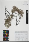 Foto von Salix lapponum L.